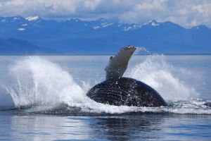 Humpback Whale Breach Exposing Ventral Groves