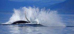 Humpback Whale Breach Splash