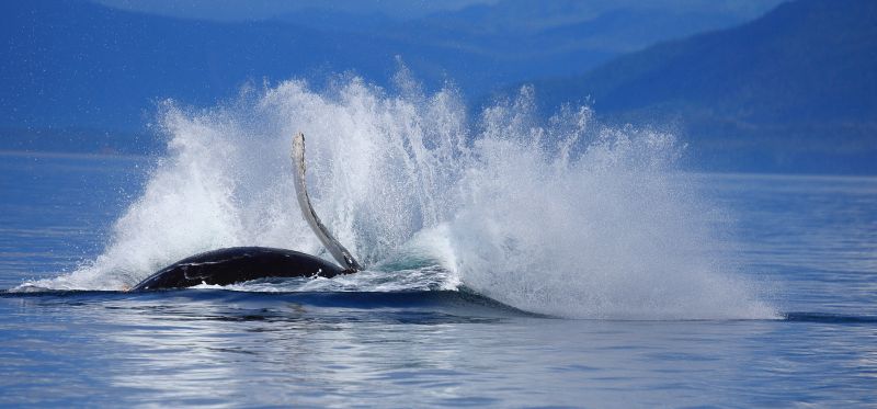 Humpback Whale Breach Splash, Megaptera novaeangliae, Gallery One