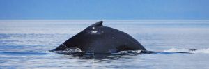 Humpback Whale Showing Arched Back