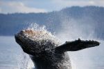 Humpback Whale Gallery Two