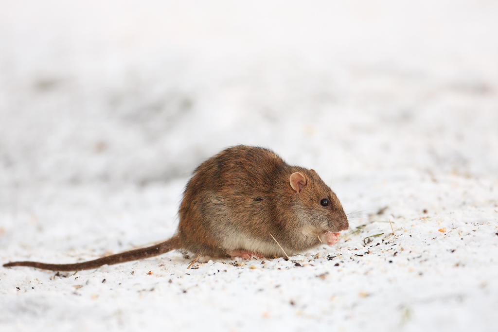 Brown Rat - Stealing the Bird Seed