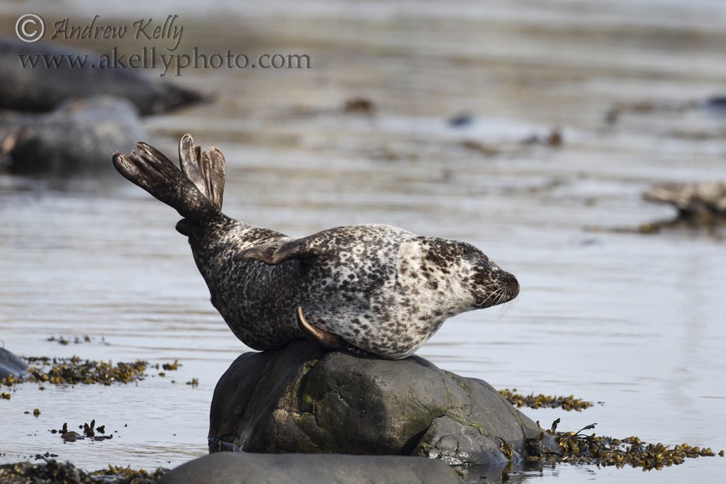 Common Seal Hauled out