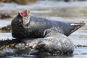 Common Seal Yawning
