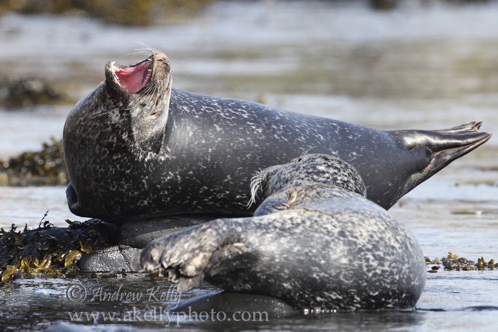 Common Seal Yawning