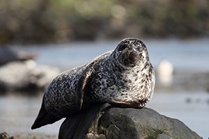 Common Seal on Rock