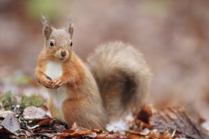 Red Squirrel in Leaves 