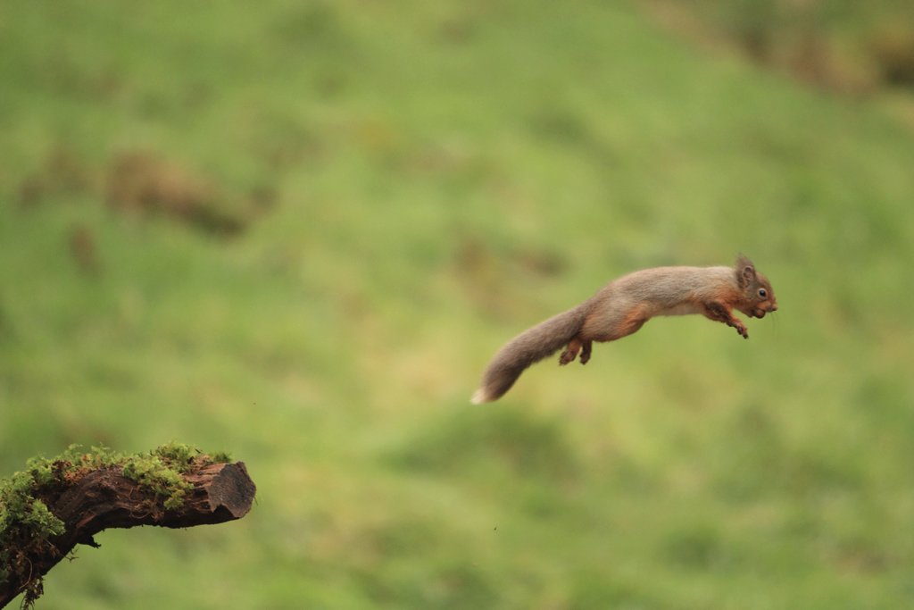 Red Squirrel Jumping