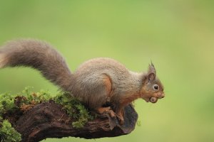 Red Squirrel with Hazelnut