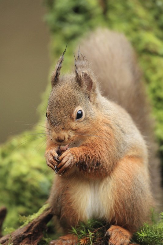 Red Squirrel Eating Peanut