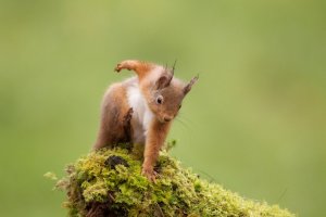 Red Squirrel Scratching