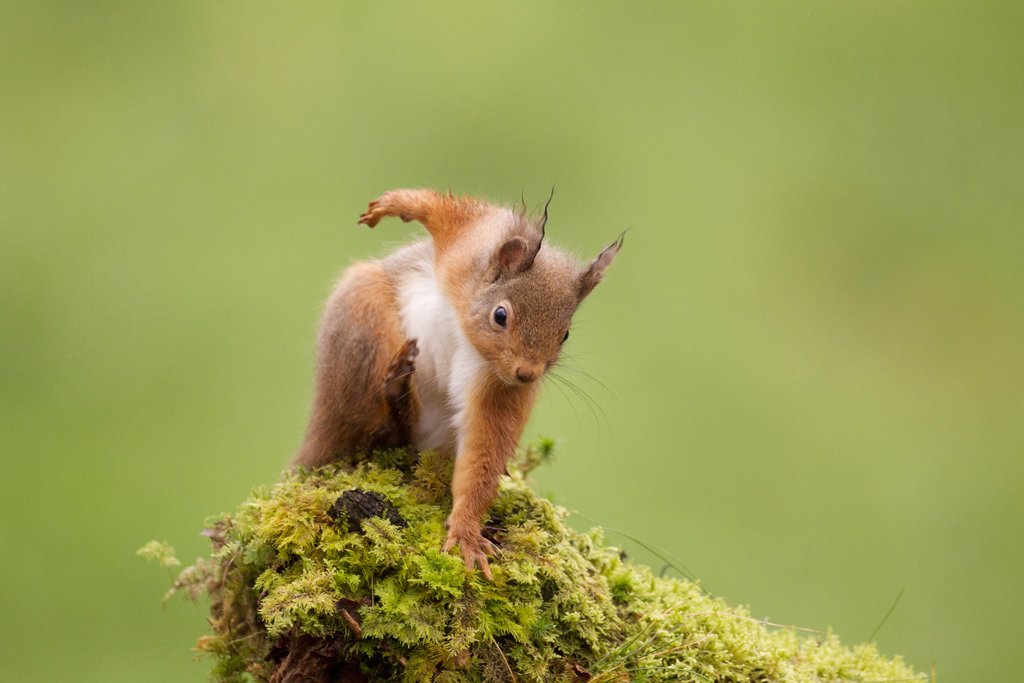 Red Squirrel Scratching