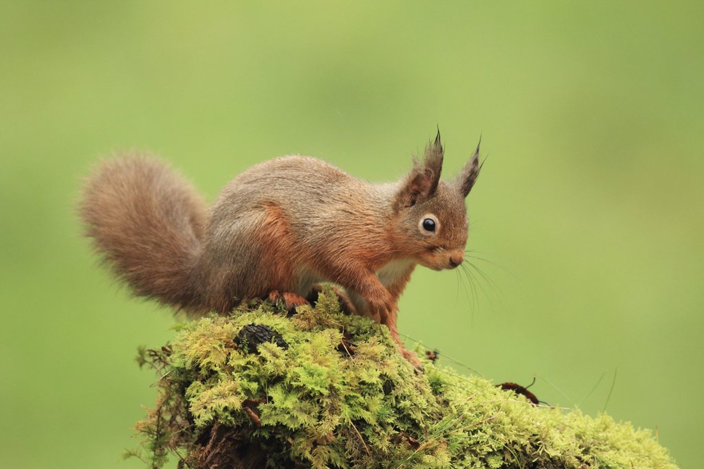 Red Squirrel on Mossy Tree