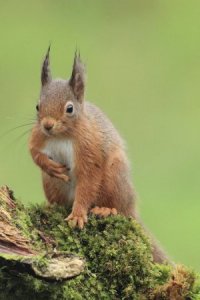 Red Squirrel With Hand on Heart 
