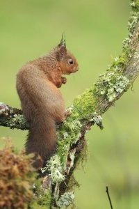 Red Squirrel on Moss & Litchen Branch