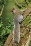 Grey Squirrel