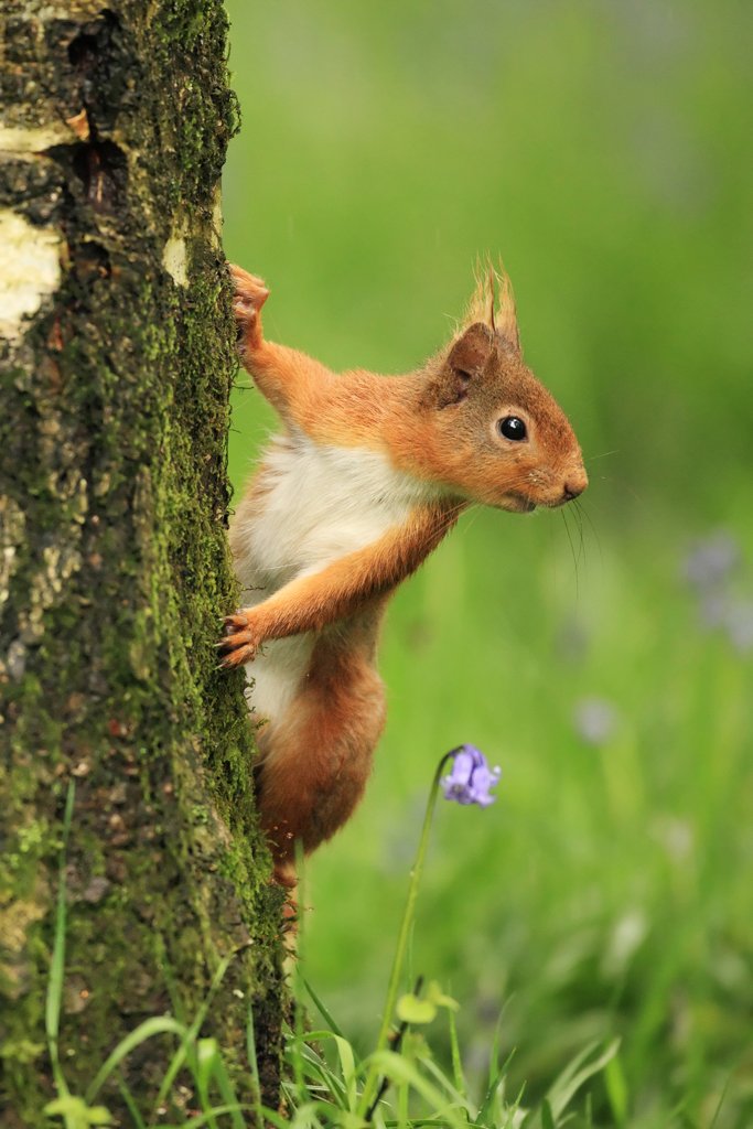 Red Squirrel in Bluebells