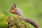 Red Squirrel