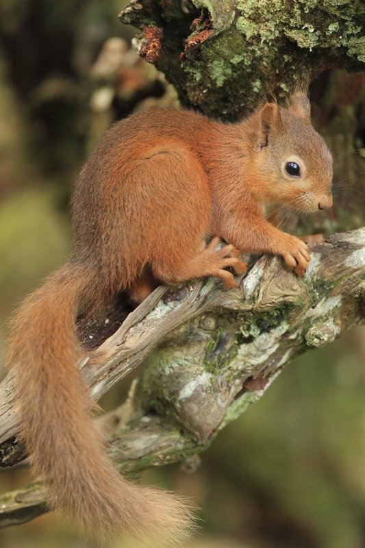 Red Squirrel on Litchen Covered Log