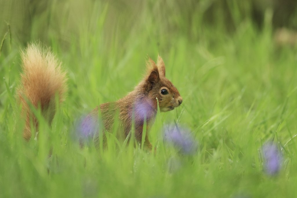 Red Squirrel in Bluebells