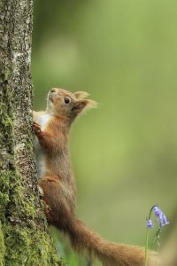 Red Squirrel and Bluebells