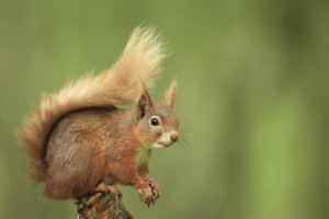 Red Squirrel on Tree Stump 