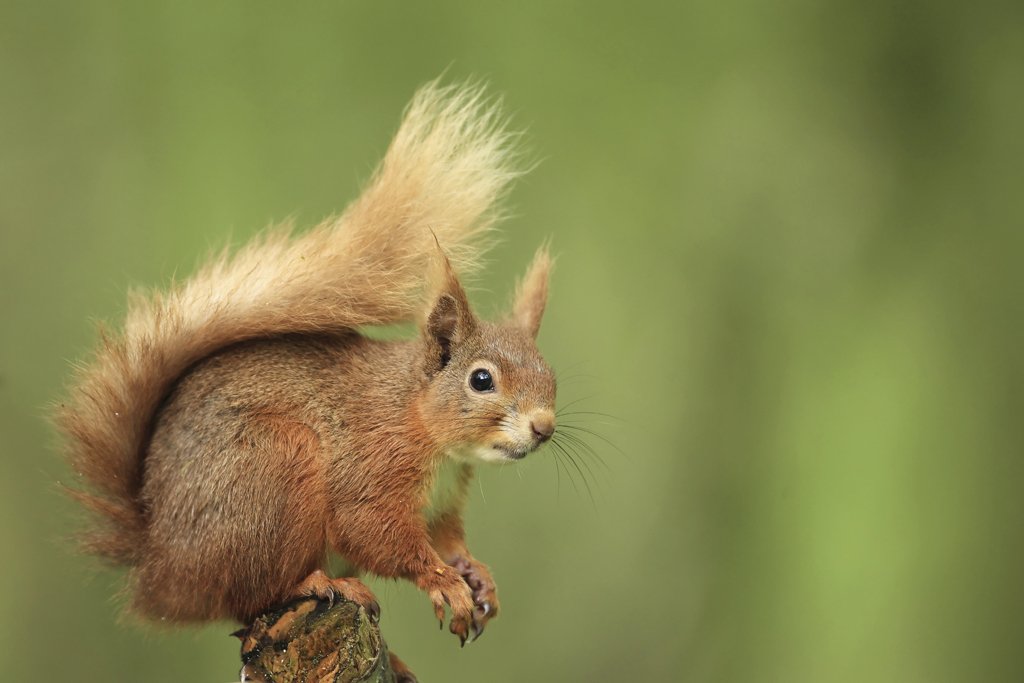 Red Squirrel on Tree Stump