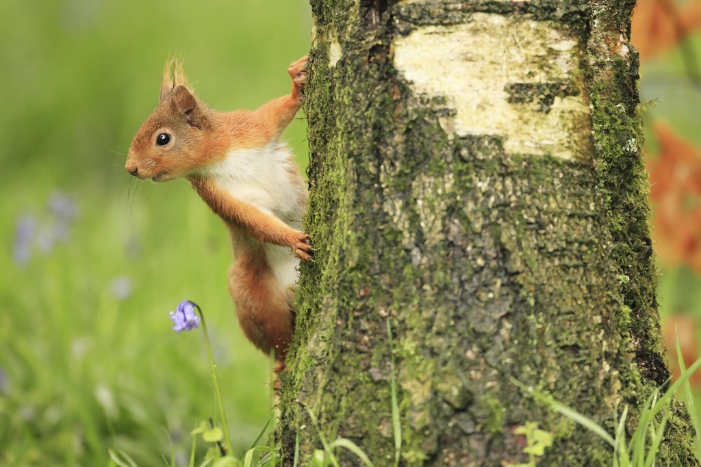 Red Squirrel in Bluebell Forrest