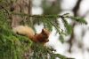 Red Squirrel