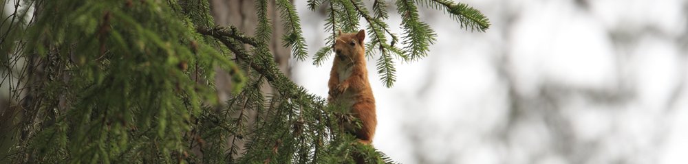 Red Squirrel Gallery