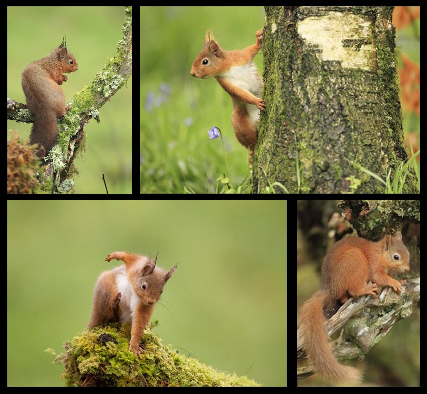 Red Squirrel Gallery
