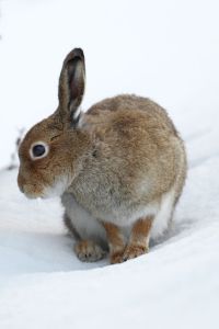 Cautious Hare