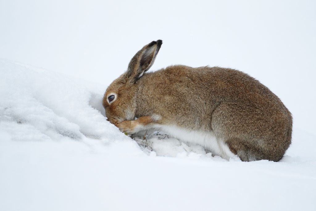 Hare Digging Through The Snow