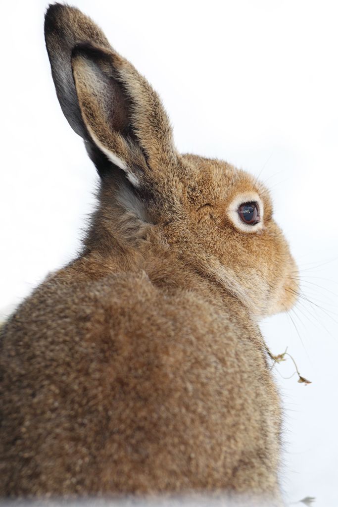 Hare Eating Grass in The Snow