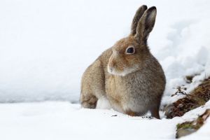 Hare Feeding at Snow Clearing