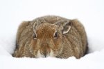 Irish Mountain Hare