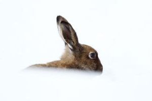 Hare obscured by snow