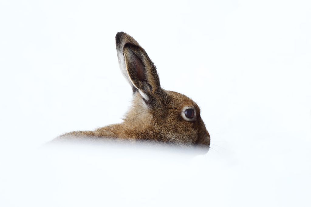 Irish Hare Surrounded by Snow