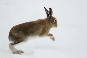 Hare runs through snow
