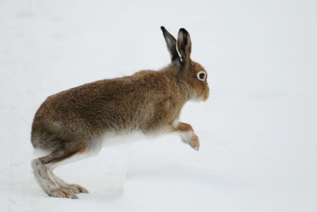 Irish Mountain Hare Leaping