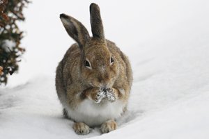 Hare Takes Break After Digging in Snow