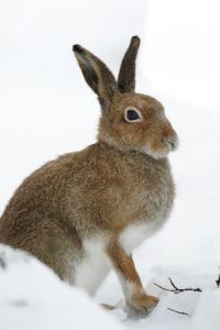 Proud Hare