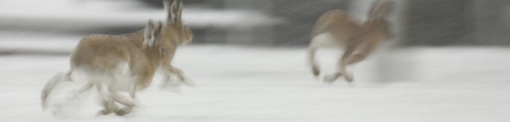 Winter Hares Gallery