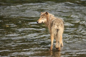hesitant Grey Wolf 