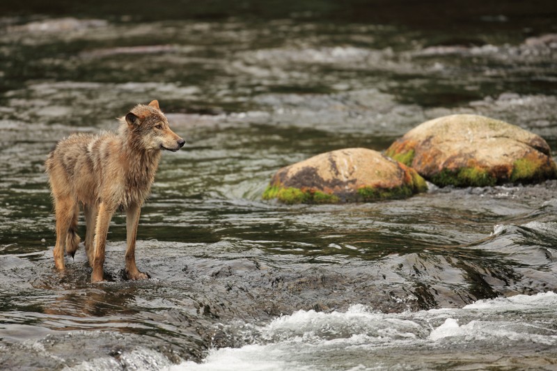 Grey Wolf by Mossy Rocks