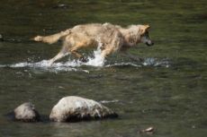 Grey Wolf Hunting Salmon Sequcence 1
