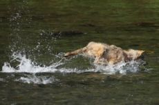 Grey Wolf Hunting Salmon Sequcence 4