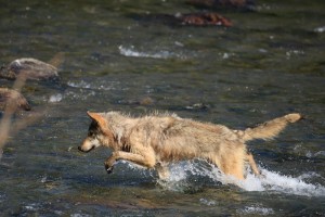 Grey Wolf Hunting Salmon