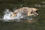 Wolf Gallery