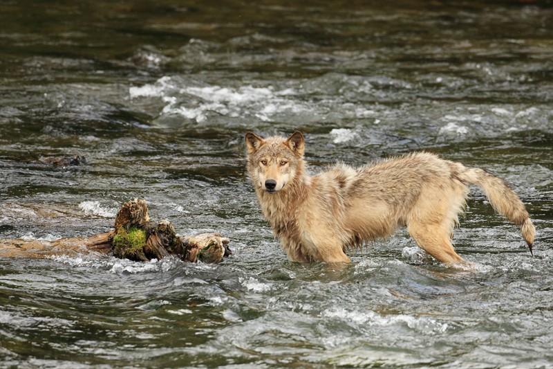 Grey Wolf in River